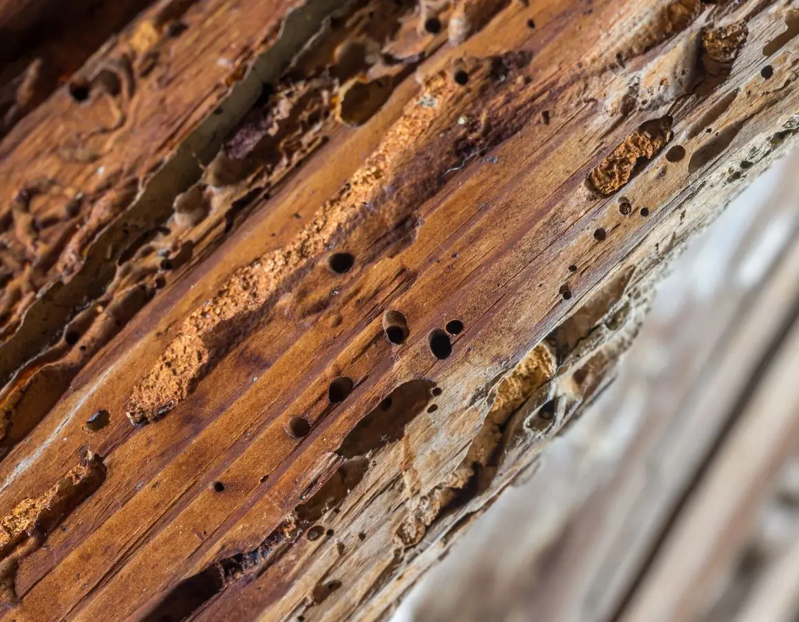 What are Termite Mud Tubes? - Arizona Wild