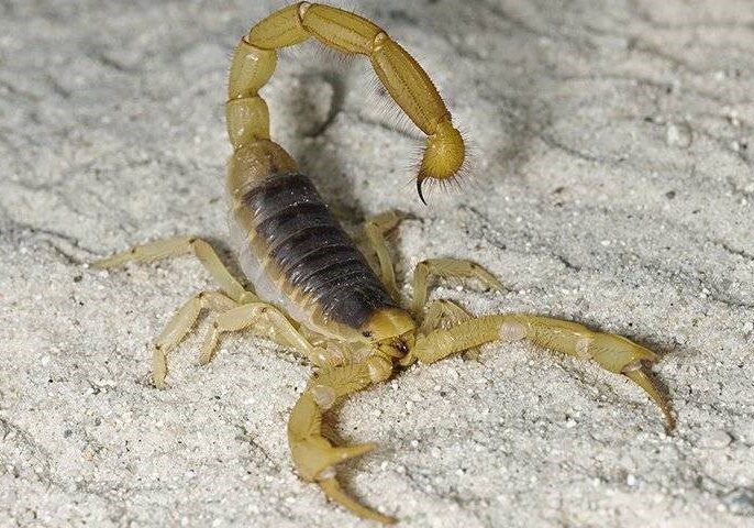 Scorpion#1