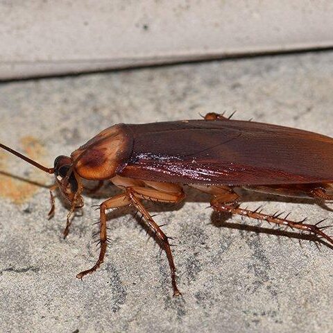 scorpion-shield-pest-library-cockroach