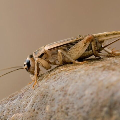 scorpion-shield-pest-library-cricket