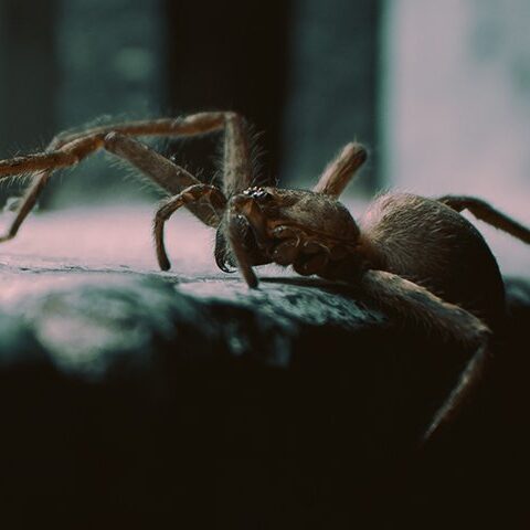 scorpion-shield-pest-library-spider