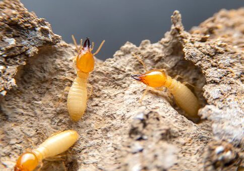 Termites in the nest on a white background. Small animals are dangerous for habitat.